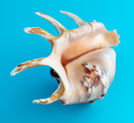 Sea shell isolated on a blue background
