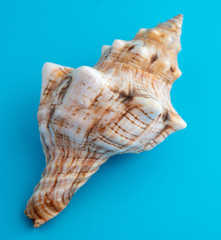 Sea shell isolated on a blue background
