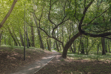 Walkway in the park in the shadow of green dressings. Beautiful landscape of summer forest.