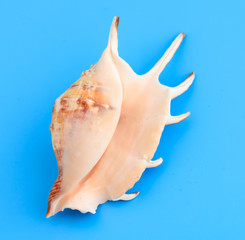 Sea shell isolated on a blue background