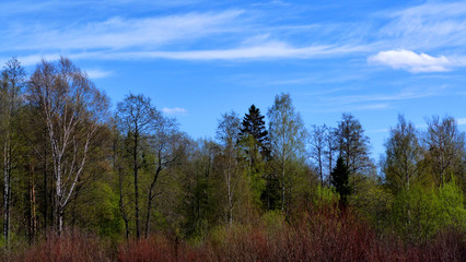 trees in the forest