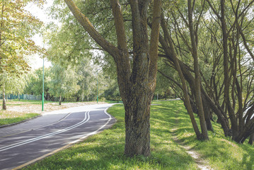 Bike path in the park with green grass and beautiful alea trees. Beautiful summer landscape.