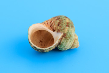 Sea shell isolated on a blue background