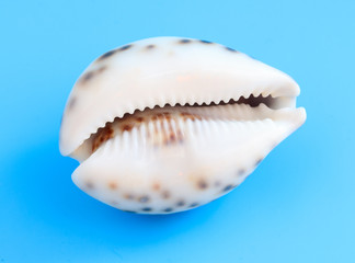 Sea shell isolated on a blue background