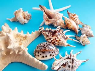 Sea shells and mollusks on a blue background