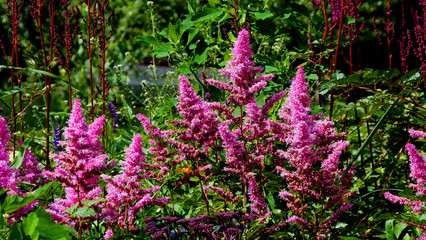 Obraz premium flowers in the garden