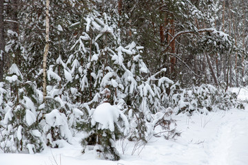 Pine trees in the forest covered with snow