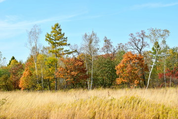 Fototapeta premium Field and autumn forest.