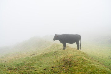 In dense fog and in absolute silence, one is disturbed only by the mooing of the cattle grazing in...