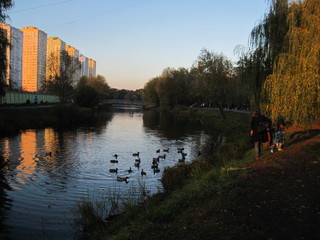 Fototapeta premium ducks on the river