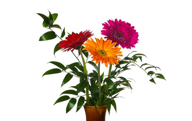 Gerbera flowers in a vase isolated on a white background