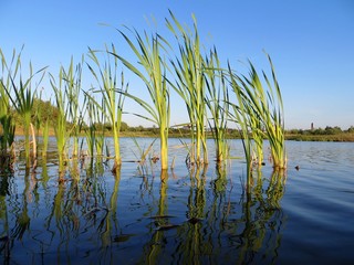 reeds in the lake