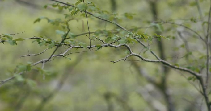 Nature- Close up view of plant branches, leaf and green background, branches waving on the wind.