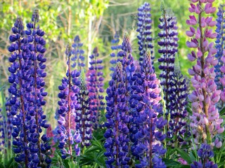lupins in the field