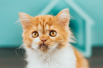  Little fluffy ginger kitten on a blue background. Kitten face close up.