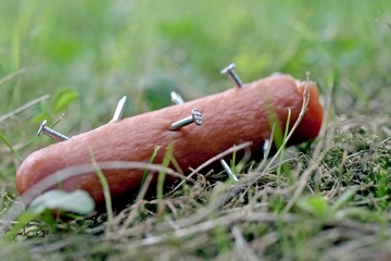 Close-up of a sausage spiked with nails. Poison bait for dogs.