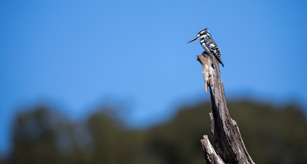 Single Pied Kingfisher sitting on a dead tree stump against blue sky