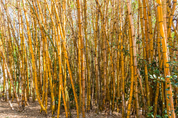 Bamboo Shoots Trees Cluster Closeup Outdoors Garden Landscape