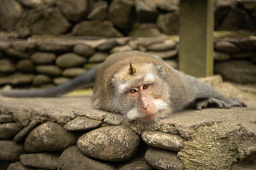 Adult male macaque longtailed monkey (macaca fascicularis) relaxing on stones in Ubud Monkey Forest, Bali