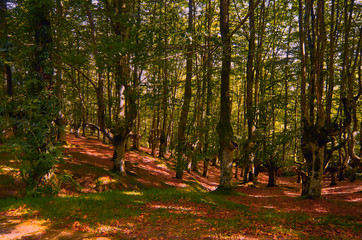 Dry leaves on the beech floor of Urkiola in the Basque Country, Spain.