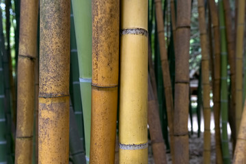Brauner und grüner Bambus