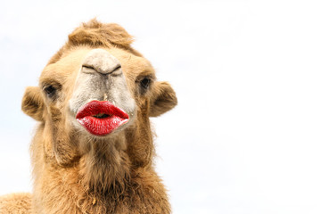 funny animal with kissing lips cards for a thank you, birthday, invitation or other events