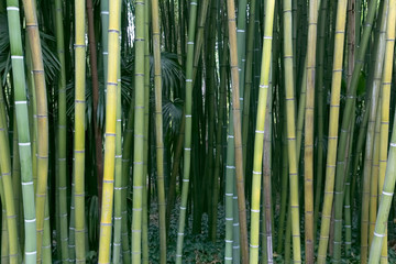 Frischer grüner Bambus