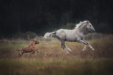 Obraz na płótnie Canvas Rhodesian ridgeback dog chasing a horse. Foal running away from a dog.