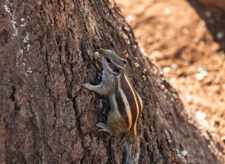 Chipmunk on a tree in the forest