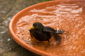 Badende Amsel II