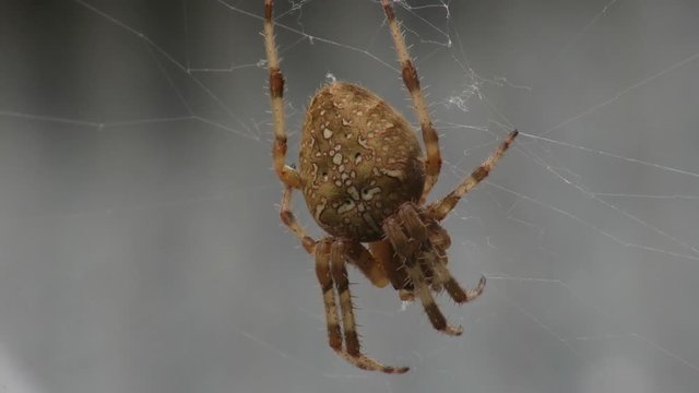 Araneus Diadematus