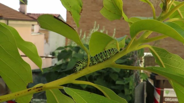 Bruco Papilio machaon