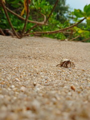 little Hermit crab live in the smail shell on phuket beach