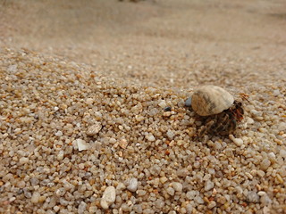 little Hermit crab live in the smail shell on phuket beach