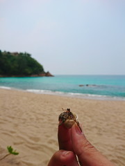 little Hermit crab live in the smail shell on phuket beach