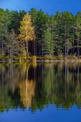 Fototapeta premium Latvian nature. Kangari lake in forest. Reflection in water.
