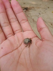 little Hermit crab live in the smail shell on phuket beach