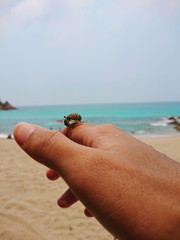 little Hermit crab live in the smail shell on phuket beach
