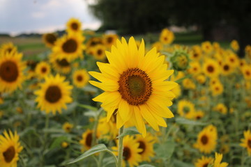 Ein blühendes Sonnenblumenfeld.