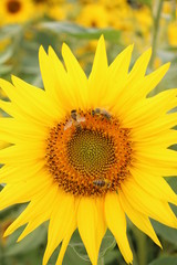 Eine Sonnenblume mit Bienen.