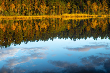 Latvian  nature. Kangari lake in forest. Reflection in water.