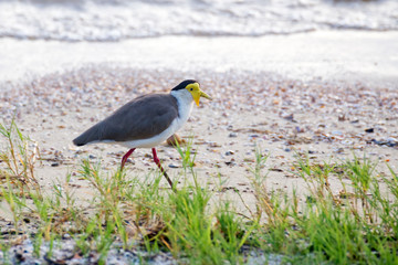 masked lapwing walking on beach near Cairns in Tropical North Queensland, Australia