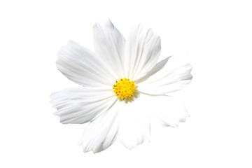 white cosmos flower isolated on white background