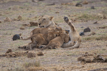 Fototapeta premium Lion