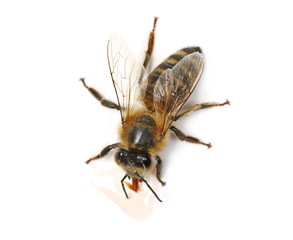 Bee eats honey isolated on white, macro