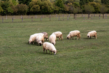 Fototapeta premium Flock of domestic sheep grazing on a meadow