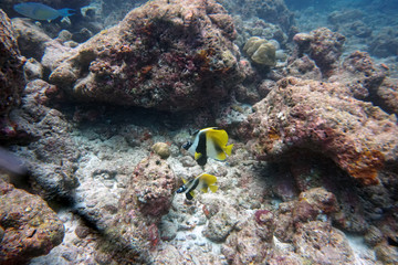 amazing underwater world of shark and mant fish