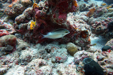 amazing underwater world of shark and mant fish