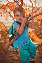 Boy with backpack climbing up on tree in autumn forest. Sunny autumn day