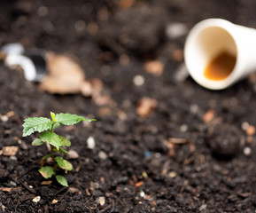 Plant with Trash